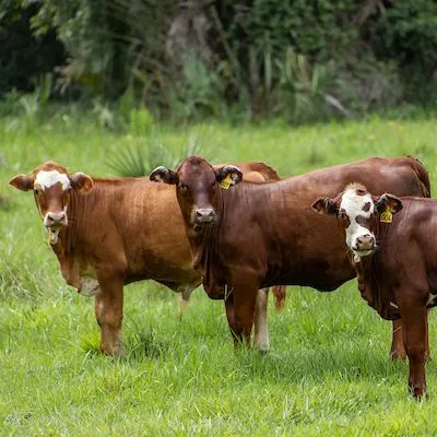 thumbnail for publication: Wilting Bermudagrass Improves Forage Silage Quality and Cattle Performance